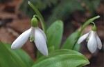 3 Wo der Boden frisch bis feucht ist, vermag auch das in Georgien und der Türkei heimische Galanthus woronowii sich über Samen zu verbreiten