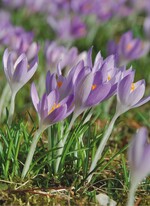 2 Die Verwendung der Wildform vorausgesetzt verbreitet sich Crocus tommasinianus besonders rasch über Samen
