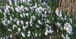 7 Harmoniert gut mit Scilla und Chionodoxa: Puschkinia scilloides var. libanotica am Stammanlauf eines Baums