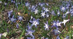 8 Auch Chionodoxa forbesii neigt dazu, große Flächen zu bilden – selten sind diese so dicht wie bei Scilla