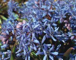 5 Auch Scilla bifolia kann über Samen zügig große Bestände ausbilden – meistens wohl dank Ameisenverbreitung