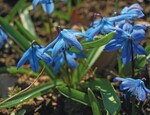 4 Scilla siberica ist eine der pflegeleichtesten und für die Verwilderung am besten geeigneten Arten