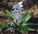 6 Kommt früh im Jahr und bleibt meist auf einzelne Horste beschränkt: Scilla mischtschenkoana