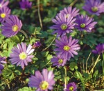 11 Wo es der Standort hergibt, ist Anemone blanda ein Blickfang