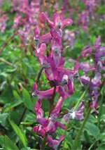 10 ... Corydalis cava; Letzterer wird vonehmlich durch Ameisen verbreitet