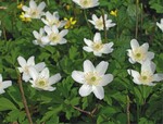 9 Klassiker auf frischem Boden: Anemone nemorosa und ...