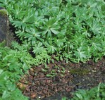 12 Nach einigen Anlaufschwierigkeiten bildet Eranthis hyemalis ...