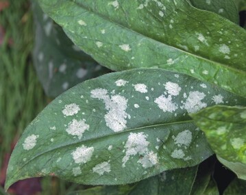 Blattschmuckstaude und attraktiver Frhblher Pulmonaria ‘Lewis Palmer’