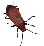 1 Der Feuerkäfer ist keine Gefahr für Gehölze