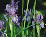 Iris sibirica gilt in Europa als gefährdet – die aus der zarten Grundform ausgelesenen Sorten sind wichtige Gartenpflanzen