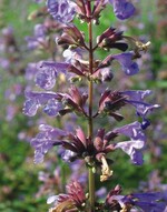 Toptipp für das Staudenbeet: Nepeta faassenii ‘Blue Danube’