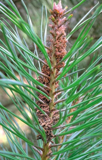 Befall einer Kieferntriebspitze mit Acantholyda hieroglyphica 