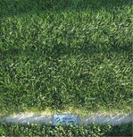 Versuchsparzelle 2 mit Hitze-Trocken-Rollrasen auf abgespritztem Rasen