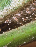 Starker Besatz durch Spinnmilben an Oleander muss unbedingt vor dem Einräumen ins Winterquartier bekämpft werden