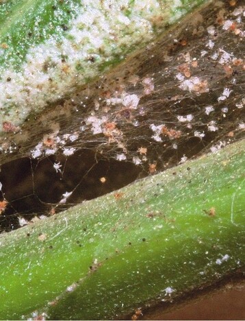 Starker Besatz durch Spinnmilben an Oleander muss unbedingt vor dem Einrumen ins Winterquartier bekmpft werden
