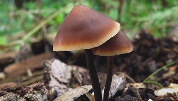 Pilze auf Rindenmulch (hier: Macrocystidia cucumis) sind kein Grund fr Reklamation  knnen sogar attraktiv sein 