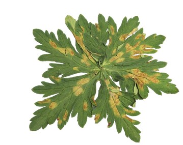 1 Falscher Mehltau an Geranium 