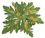 1 Falscher Mehltau an Geranium