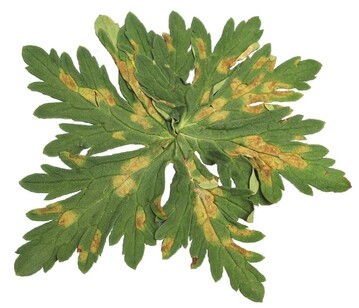 1 Falscher Mehltau an Geranium 