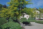 linke Seite: Gold-Gleditschien im Garten des Zentrums für Psychiatrie in Emmendingen/Baden
