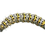 1 Braune Mönchsraupe, Cucullia verbasci, an Verbascum