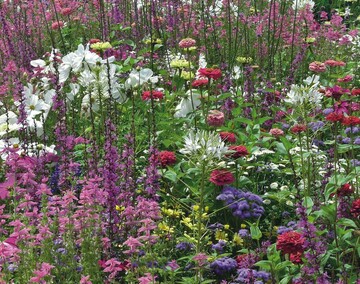 Fr den Blumensommer in Nordheim interpretierte die Planerin Birgit Rosenberger-Rausch Gedichte als Sommerblumenpflanzung, hier der Der Traum von Wilhelm Busch