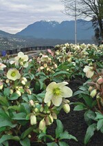 Eigene Sorte für Olympia