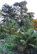 Palmen und andere Exoten verleihen dem Garten „Nizza“ am Frankfurter Mainufer ein mediterranes Ambiente