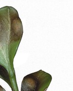 1 Typische Blattflecken verursacht durch Cylindrocladium buxicola