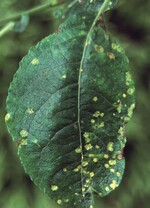 Weidenrost verursacht diese hellen Blattflecken