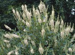 1 Clethra alnifolia ‘September Beauty‘