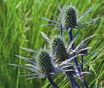 1 Eryngium planum – der Mannstreu ist mit rund 230 Arten die artenreichste Gattung der Familie der Doldenblütler