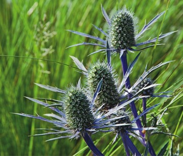 1 Eryngium planum  der Mannstreu ist mit rund 230 Arten die artenreichste Gattung der Familie der Doldenbltler
