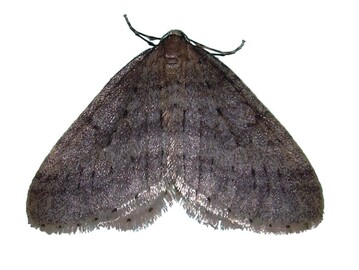 1 Erwachsener Falter des Frostspanners Operophthera brumata 