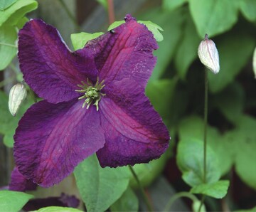 Hier gibt Clematis viticella den Ton an: Sommerblher ‘Little Butterfly