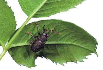 1 Der Dickmaulrssler sorgt fr den aufflligen Buchtenfra an Blttern, der eher ein kosmetisches Problem ist. Seine Larven jedoch schdigen die Wurzeln. 