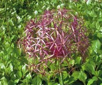 1 Eine der ersten Sorten, die Pflanzensammler aus dem Nahen Osten nach Europa brachten: der Sternkugellauch, Allium christophii. Mit seinen metallisch schimmernden Blütenbällen fand er schnell begeisterte Gärtner