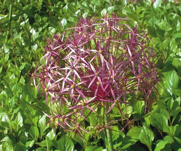 1 Eine der ersten Sorten, die Pflanzensammler aus dem Nahen Osten nach Europa brachten: der Sternkugellauch, Allium christophii. Mit seinen metallisch schimmernden Bltenbllen fand er schnell begeisterte Grtner