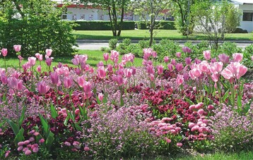 1 Farb-in-Farbkontrast aus Tulpen, Viola, Bellis und Myosotis. Die verschieden Wuchsformen bewirken auch eine erkennbare Struktur differenzierte Lichteffekte