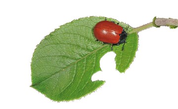 1 Roter Pappelblattkfer mit ersten Fraschden