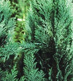 Abgeknickter Trieb nach Reifungsfraß des Thujaborkenkäfers