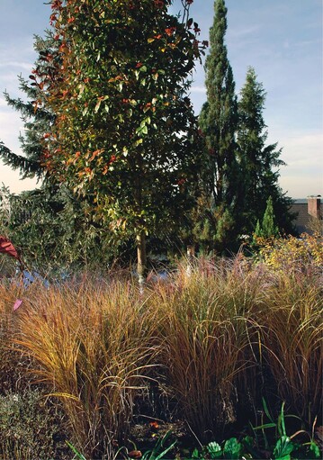 Grser (hier: Miscanthus ‘Gracillimus’) geben bis in den Winter hinein dem Garten Struktur 