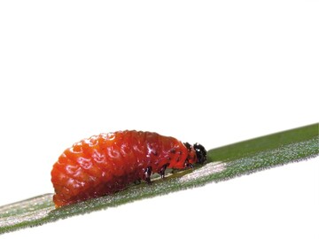 1 Larve des Lilienhhnchens (Lilioceris lilii)