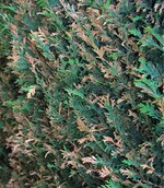 Schaden durch Miniermotte an Scheinzypresse