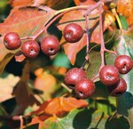 Früchte, aus denen sich ein guter Schnaps brennen lässt und eine attraktive Herbstfärbung: Elsbeere (Sorbus torminalis)