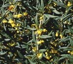 Berberis gagnepeinii var. lanceifolia