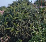 Berberis × frikartii ‘Verrucandi’