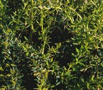 Berberis × frikartii ‘Amstelveen’