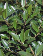 Ilex crenata ‘Blondie’