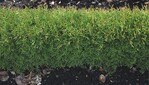 Thuja occidentalis ‘TinyTim’